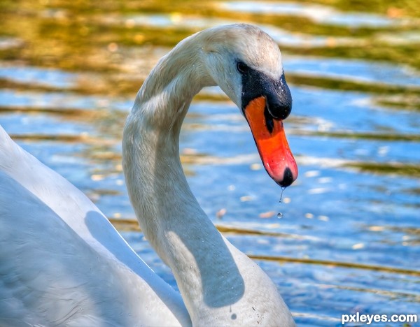 Mute Swan - Denmark