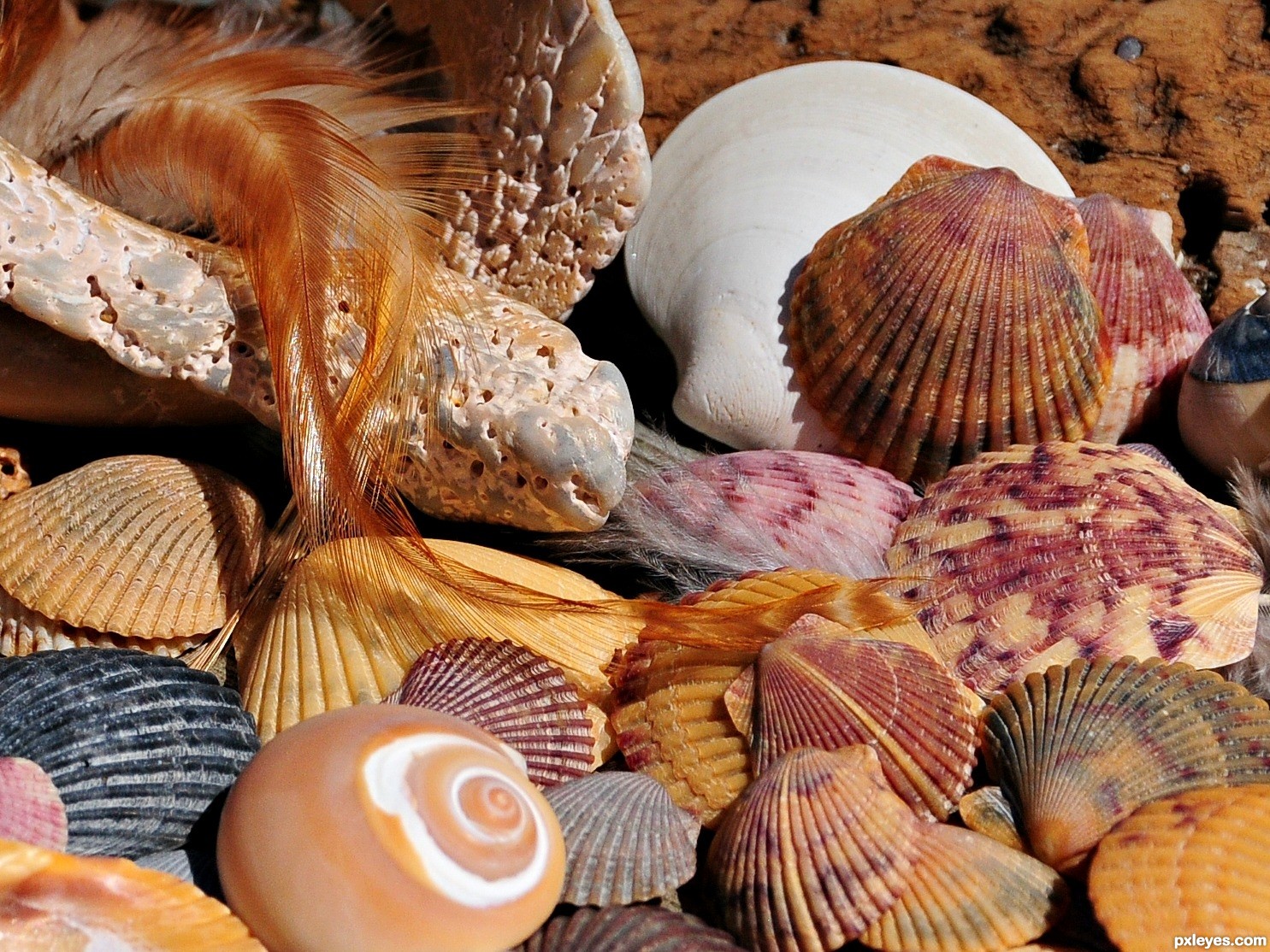 Seashells Photography Contest Pictures Image Page 1 