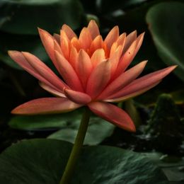 Gradient Lotus