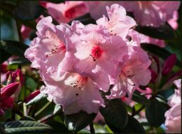 Rhododendron