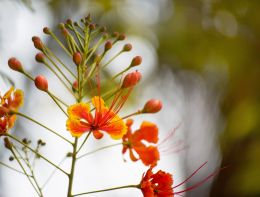 Poinciana flowers