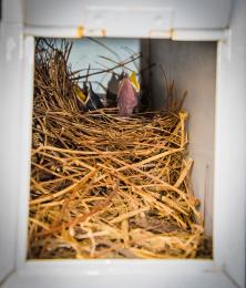 Birds nest in our mailbox
