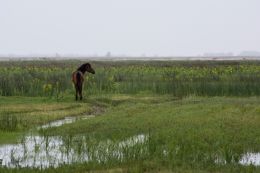 Wild horse in marshland