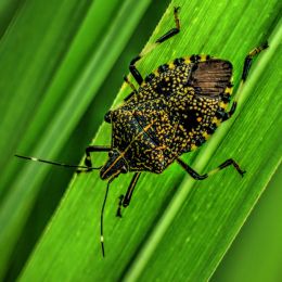 Stink Bug Beauty