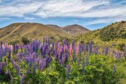 Lupins in the hills