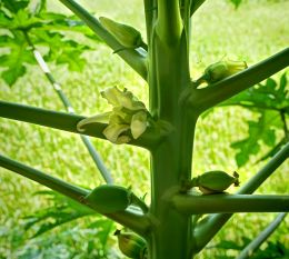 Papaya Fruit 