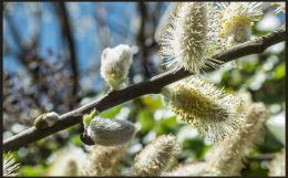 Willow catkins