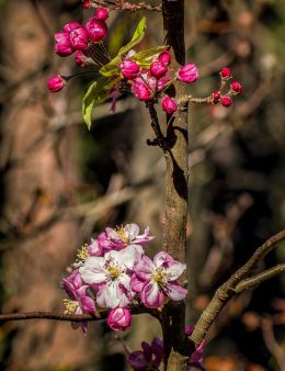 Apple blossom