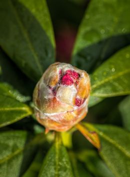 New life reaching for the sun