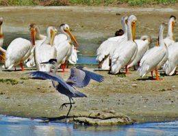 Sneaking past the pelicans