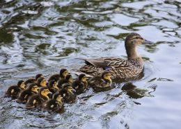Mother Duck