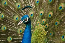 India - Peacock Picture