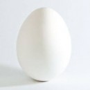 one egg photography contest