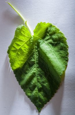 One green leaf