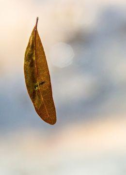 falling leaf