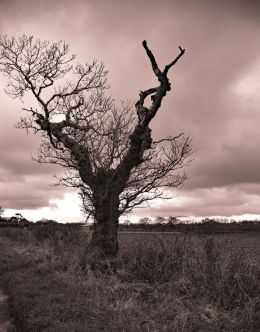 Lone Tree