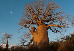 Baobab