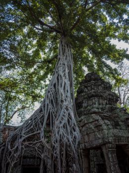 Strangler fig tree