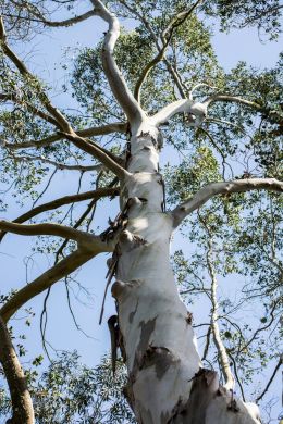 Eucalyptus 