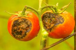 oops-bad worms mean bad tomatoes