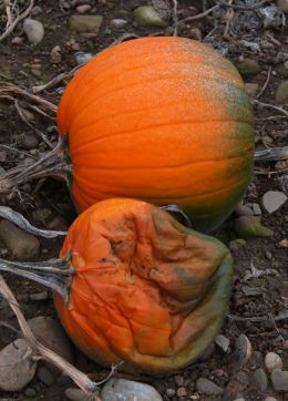 Orange Autumn