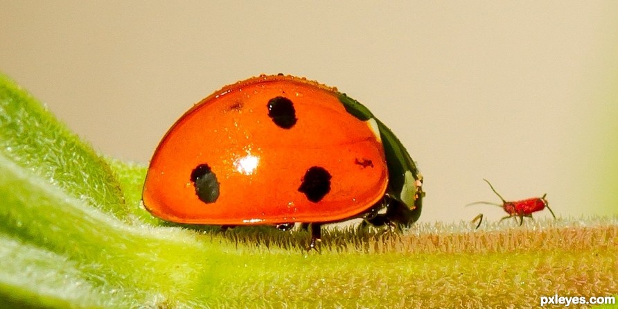 Faceoff-Lady bug vs aphid