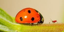 Faceoff-Lady bug vs aphid