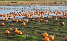 Pumpkin Field