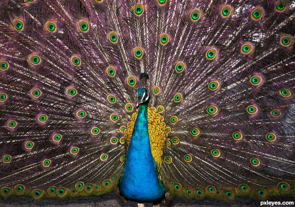 Peacock