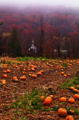 Pumpkins