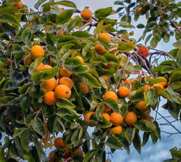 Persimmon tree 