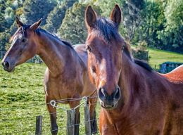 two horses