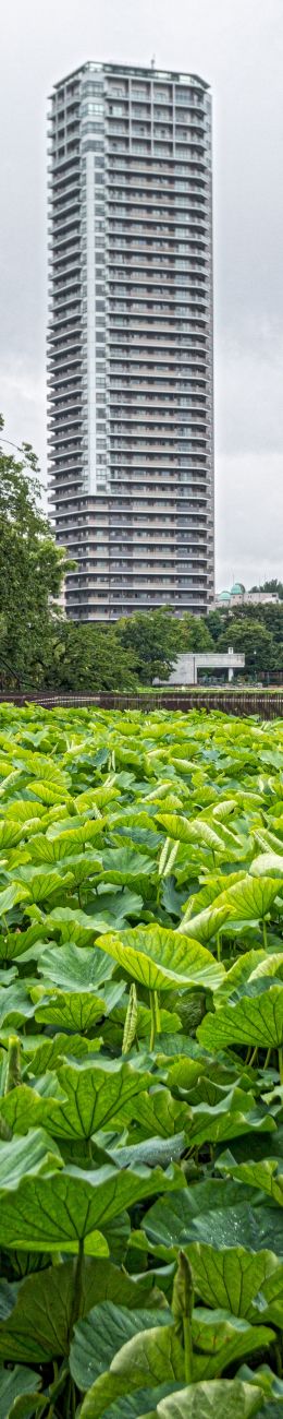 Across the Lotus pond