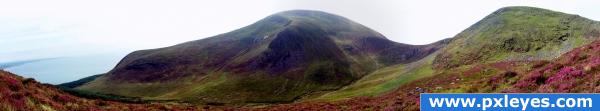 Heather on the Mournes 