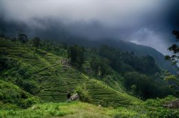 Liptons Tea Gardens , Sri Lanka