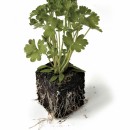 parsley source image