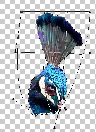 Creation of Peacock Goddess: Step 1