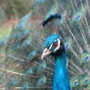 peacock source image