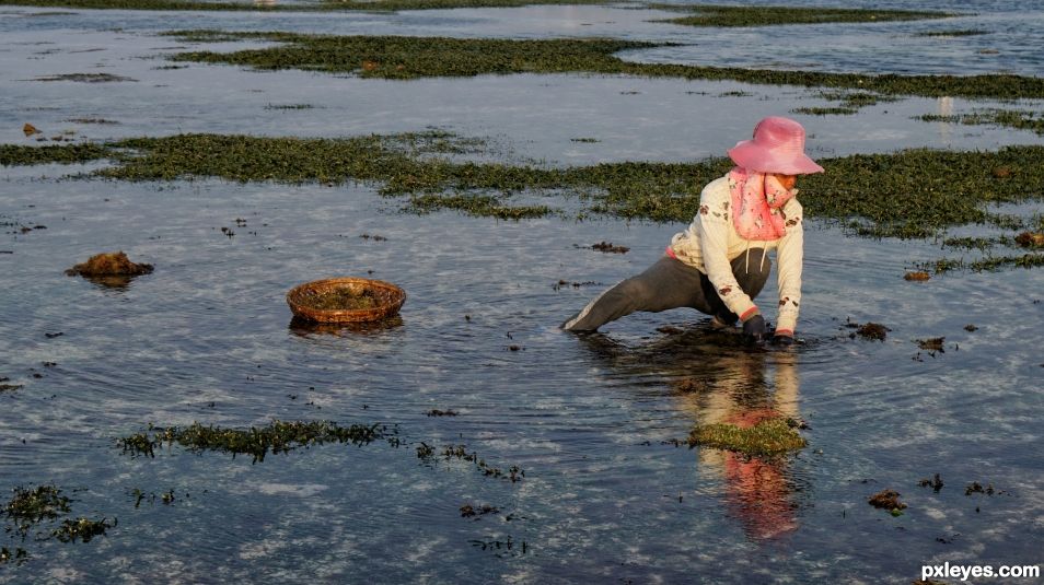 Harvesting Seaweed