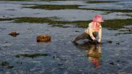 Harvesting Seaweed