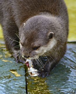 Fear of Otters-LUTRAPHOBIA