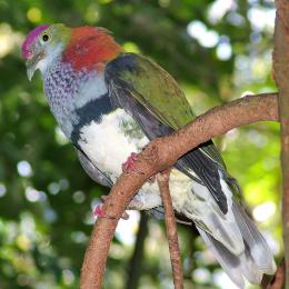 SuperbFruitDove