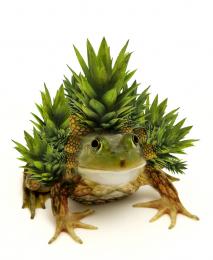 pineapple frog