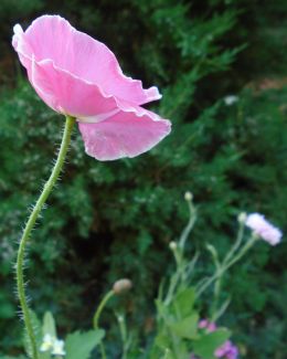 Pink Poppy