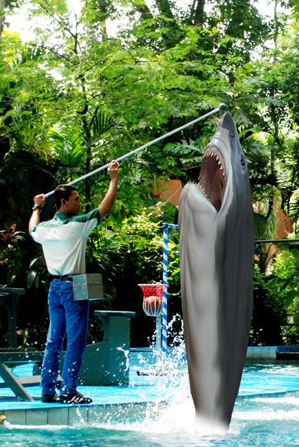 Creation of shark jumping: Step 3