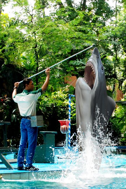 Creation of shark jumping: Step 5