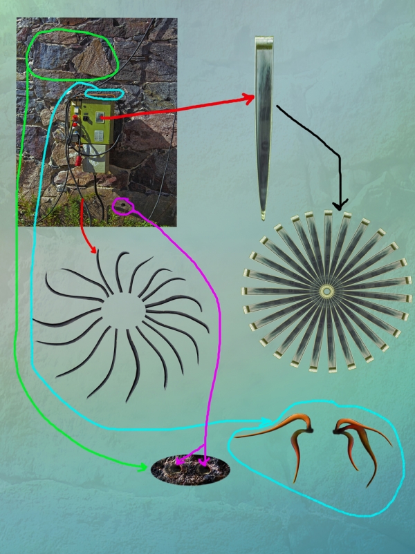 Creation of Digital Flowers: Step 3