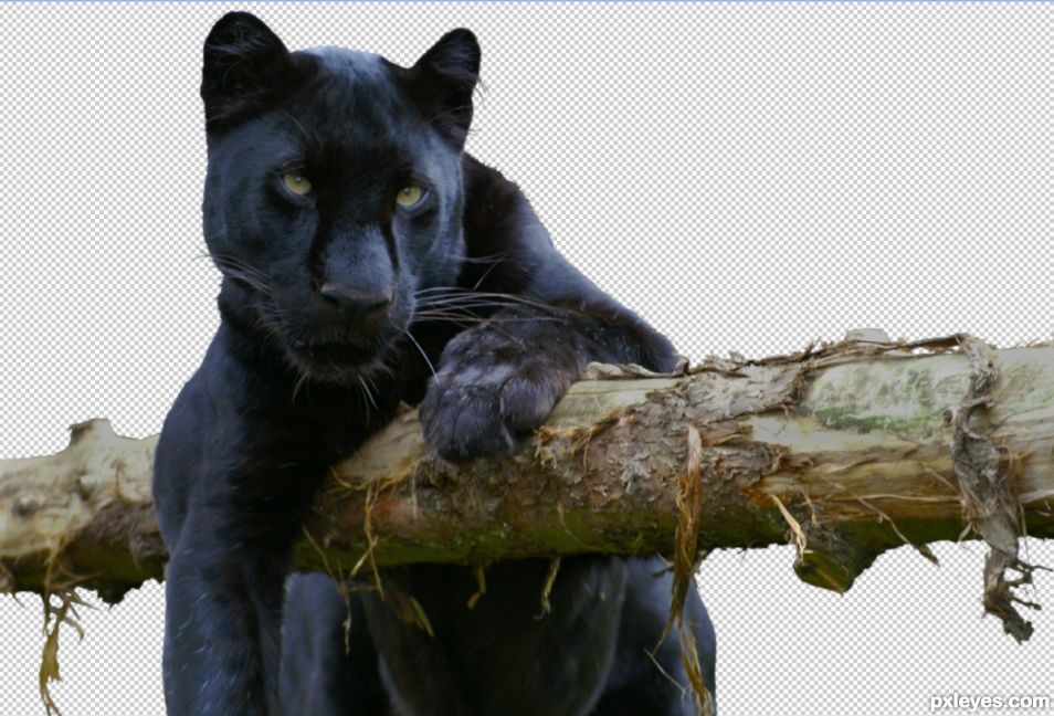 Creation of The Panther: Step 1