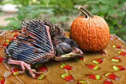 Candy Corn Fudge Tile and the Bird with Pumpkin