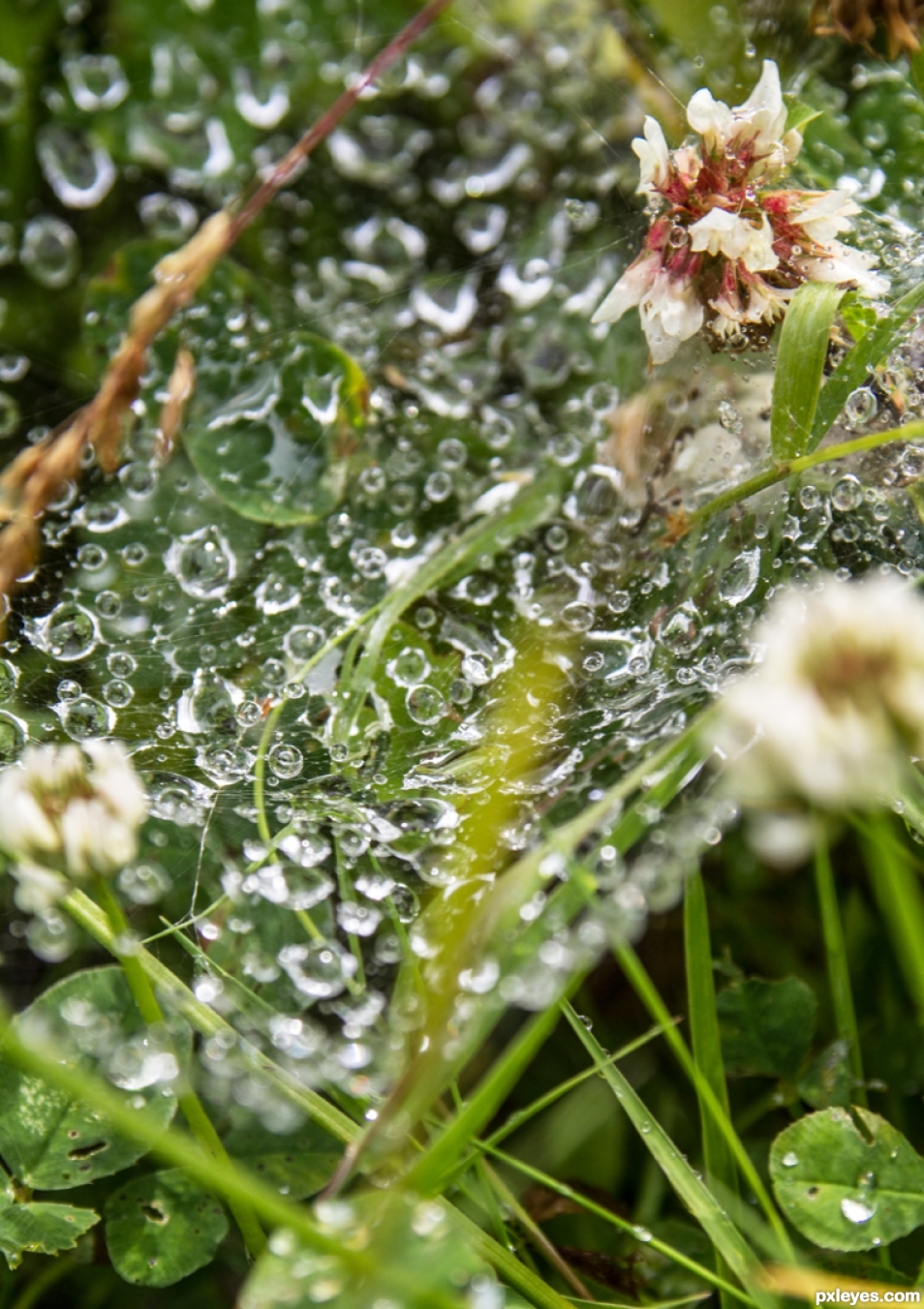 Infinity pool for spiders